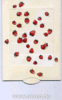 Lebende Karte "Erdbeermund"